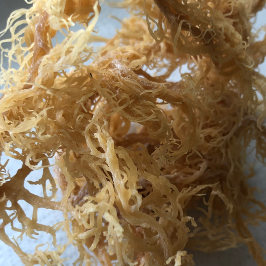 Raw Gold Wildcraft Sea Moss